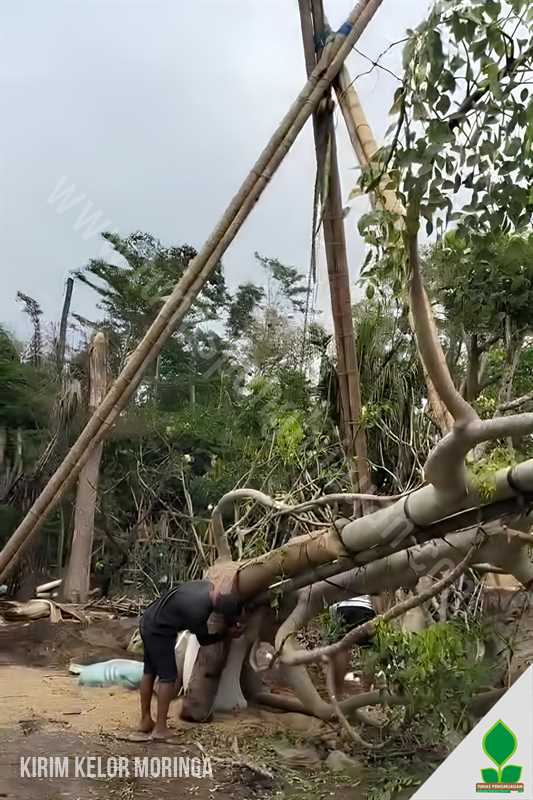 Pohon Moringa Kelor Afrika di Jakarta