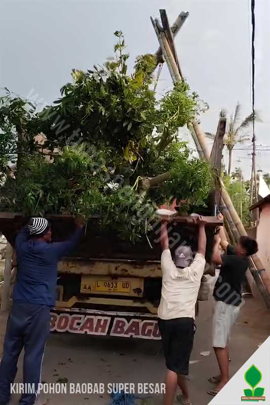 Proses Kirim Pohon Baobab Jumbo Menuju Jakarta