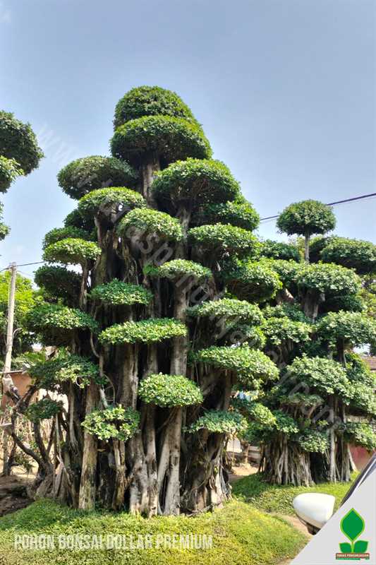 Stok Pohon Bonsai Dolar di Jawa Timur