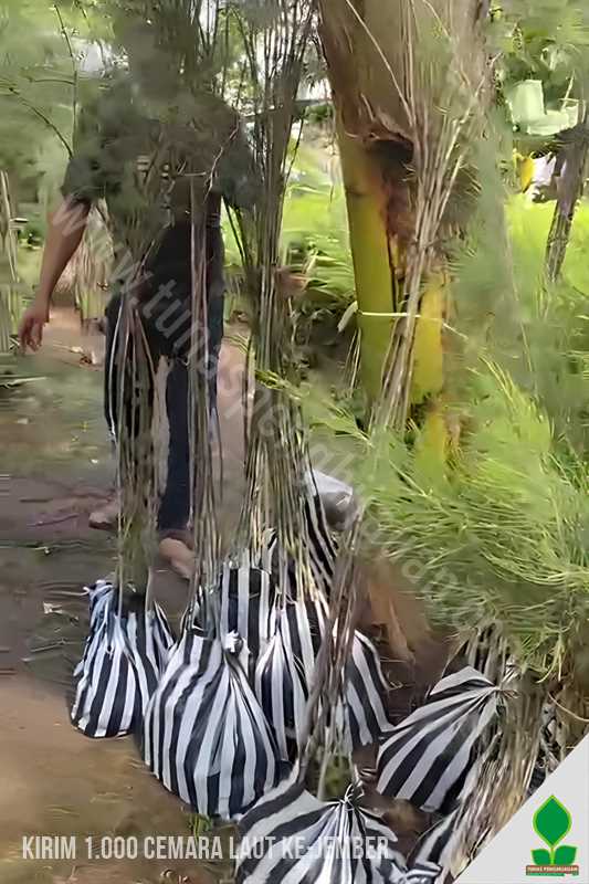1.000 Pohon Cemara Laut ke-Jember