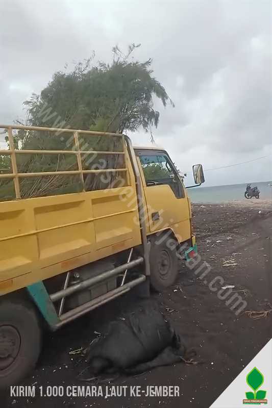 jual bibit cemara laut untuk penghijauan kawasan pantai