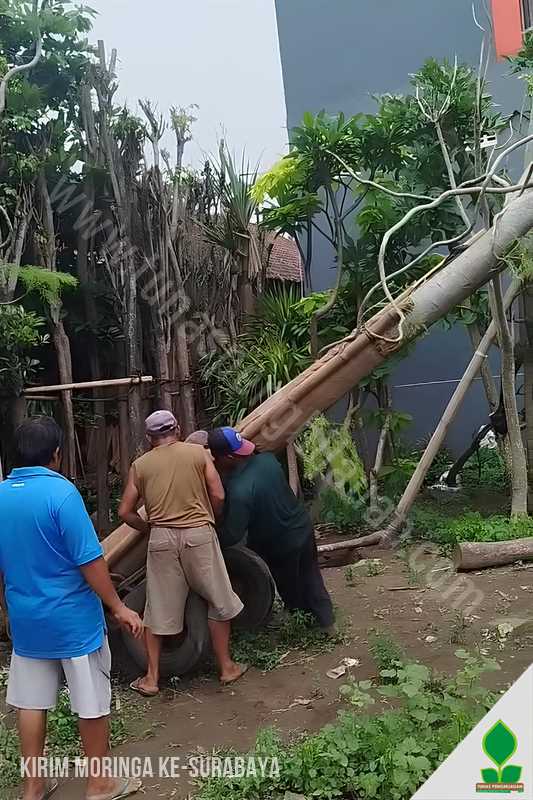Penanaman Pohon Moringa di Surabaya