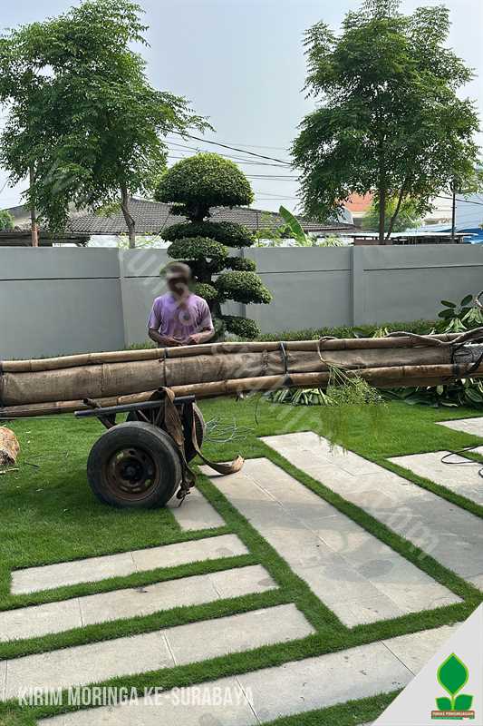 Penanaman Pohon Moringa di Surabaya