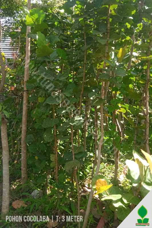 Pohon Cocolaba alias Anggur Laut