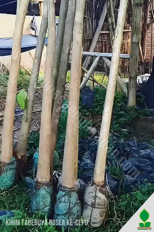 11 Pohon Tabebuya Rosea Menuju Cepu Blora