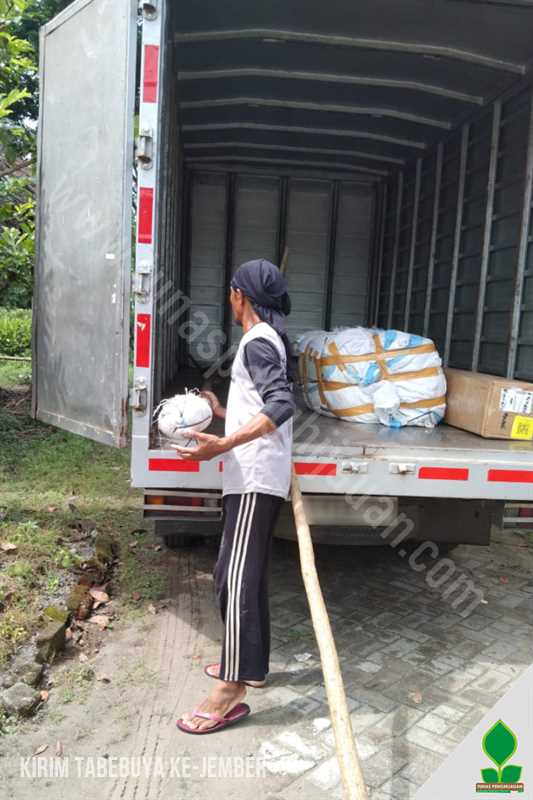 Pohon Tabebuya 3 Meter Siap Tanam di Jember
