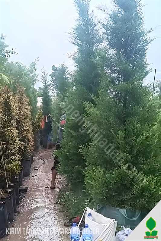 Kirim Pohon Tanaman Cemara Hias ke-Bogor