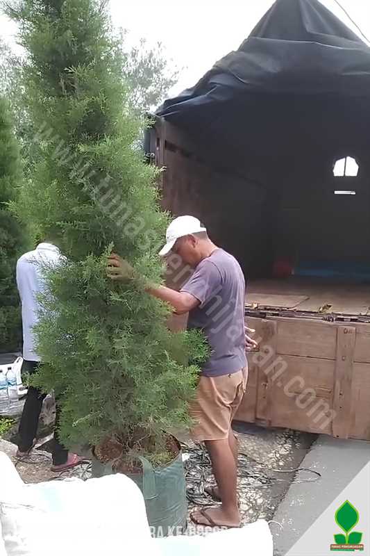 Kirim Pohon Tanaman Cemara Hias ke-Bogor