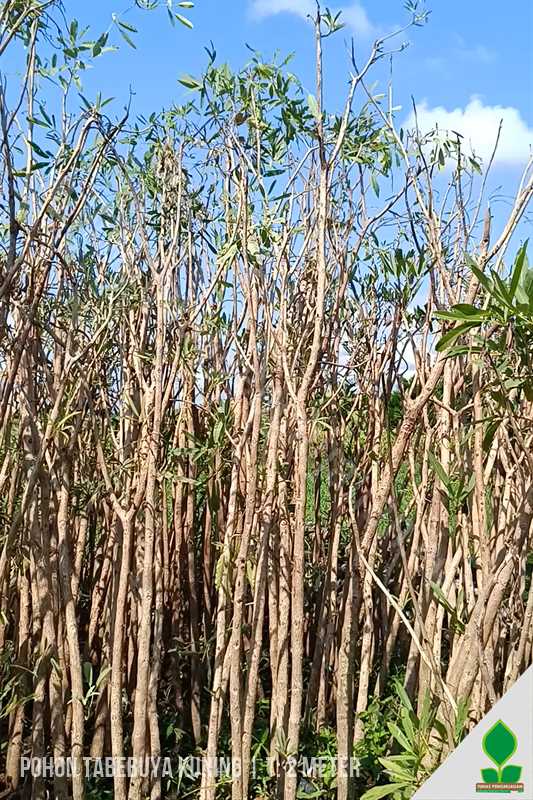 Pohon Tabebuya Kuning 2 Meter Murah
