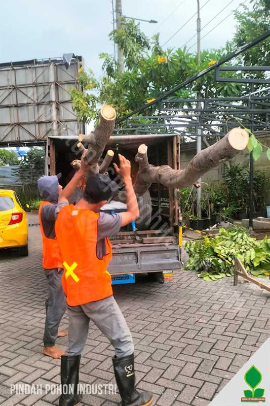 Proses Pindah Pohon Kawasan Industri Surabaya - Jember