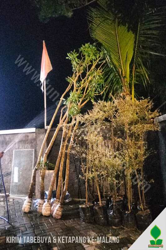 Kirim Tabebuya & Ketapang Putih ke-Malang