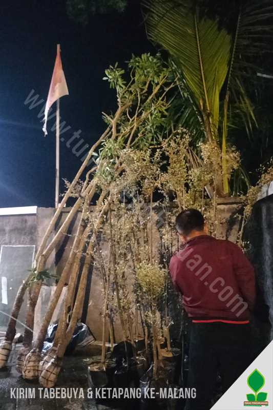 Kirim Tabebuya & Ketapang Putih ke-Malang