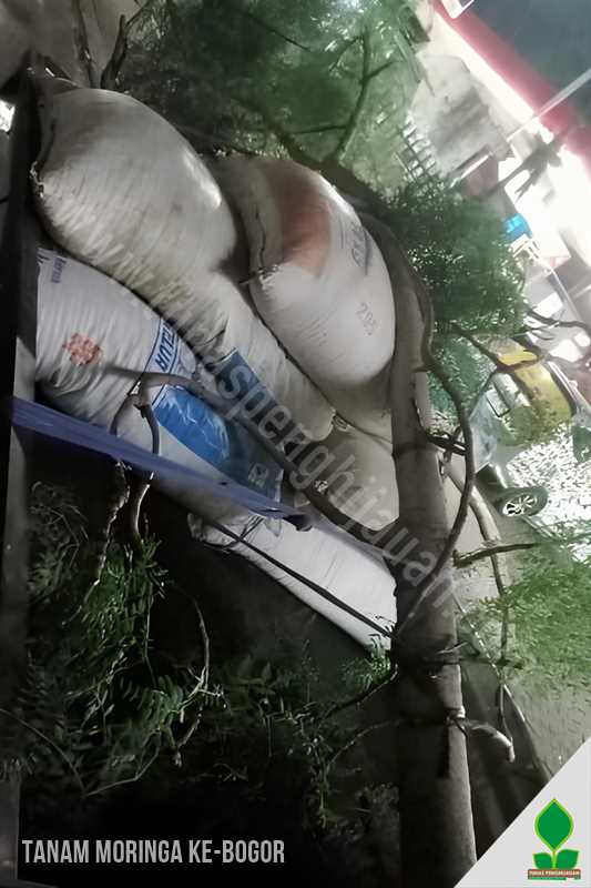 Kirim dan Tanam Pohon Moringa di Bogor