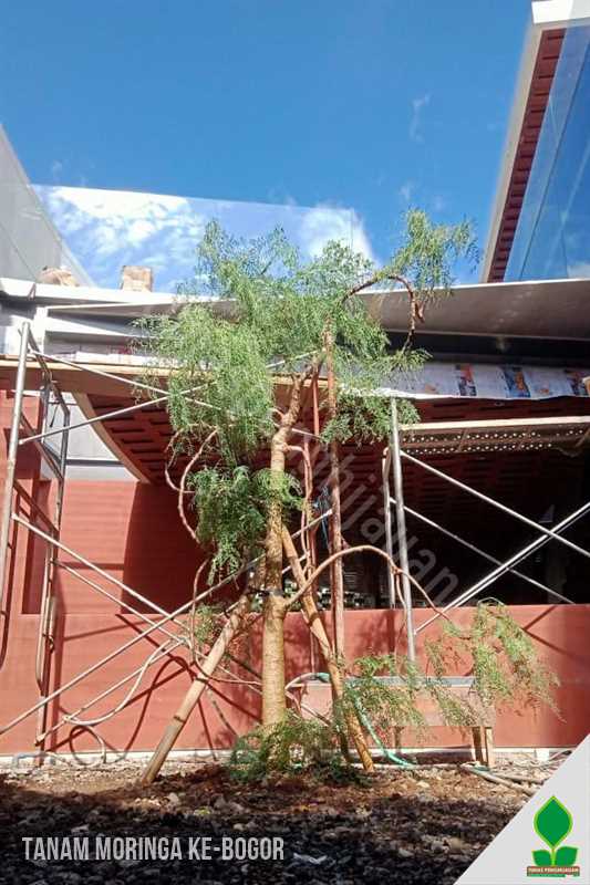 Kirim dan Tanam Pohon Moringa di Bogor
