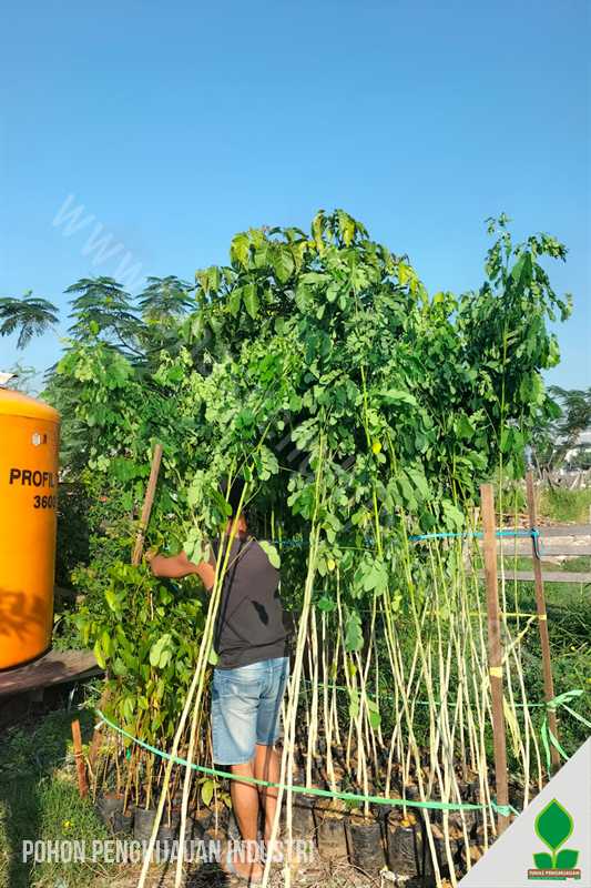 Ratusan Pohon Penghijauan Kawasan Industri di Lamongan