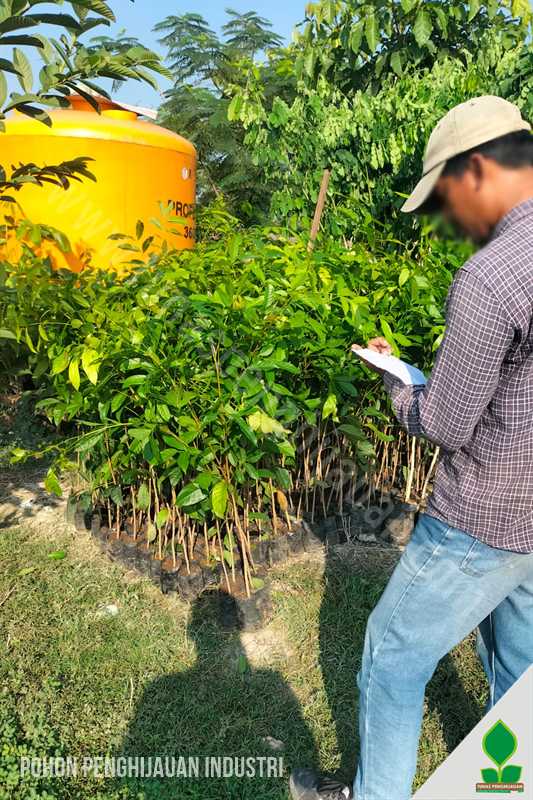 Ratusan Pohon Penghijauan Kawasan Industri di Lamongan