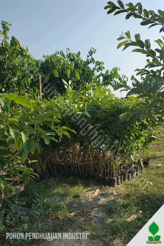 Ratusan Pohon Penghijauan Kawasan Industri di Lamongan