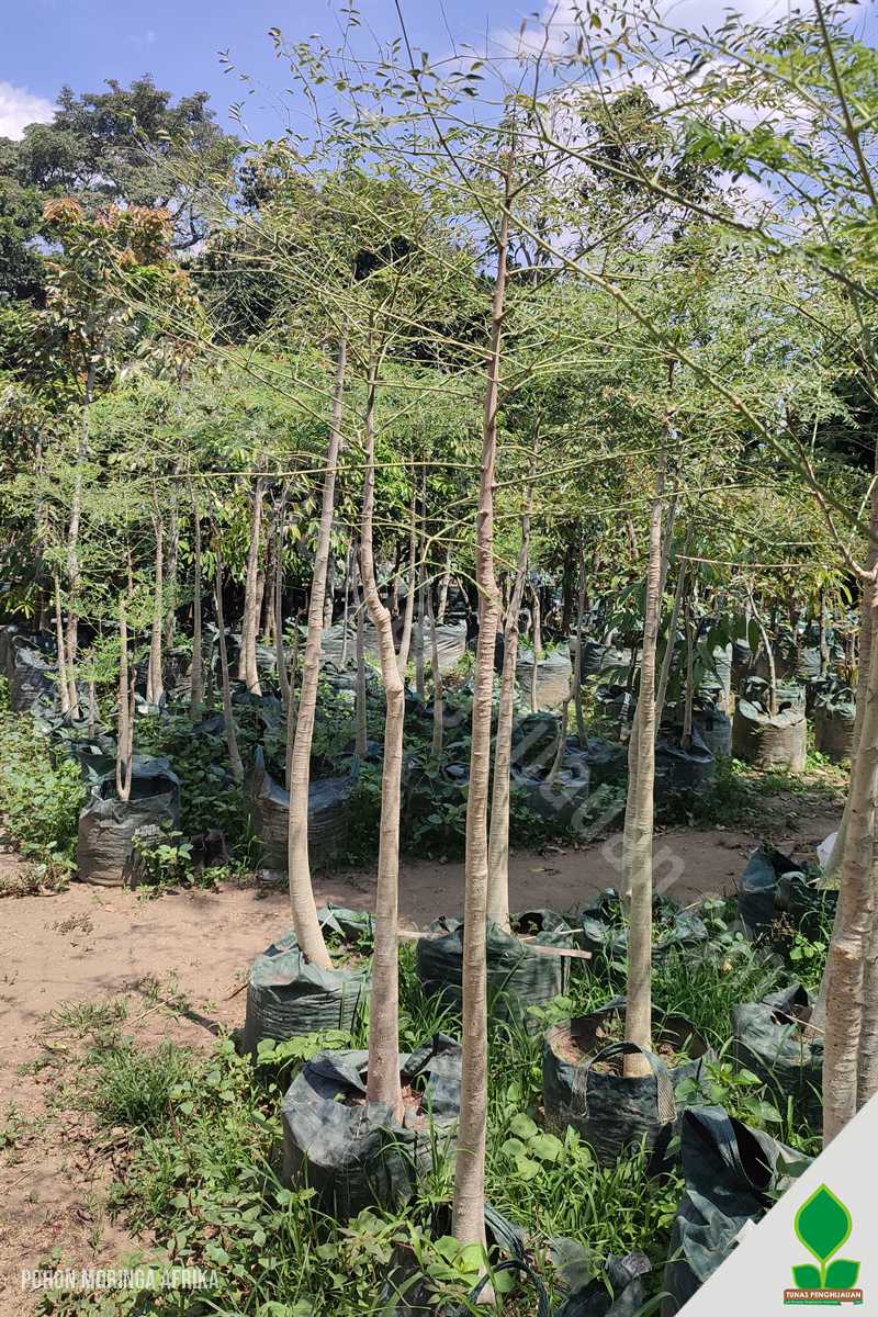 Apa Pohon Moringa Afrika Bisa di Tabulampot?