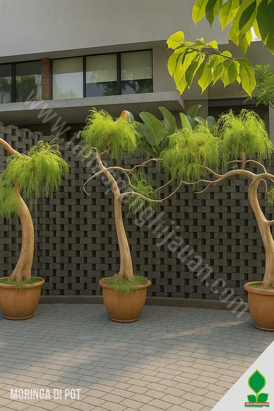 Pohon Moringa Afrika Bisa di Tabulampot?