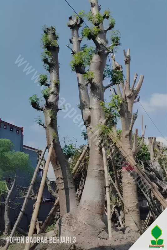 Pohon Baobab Berjari Tiga Langka