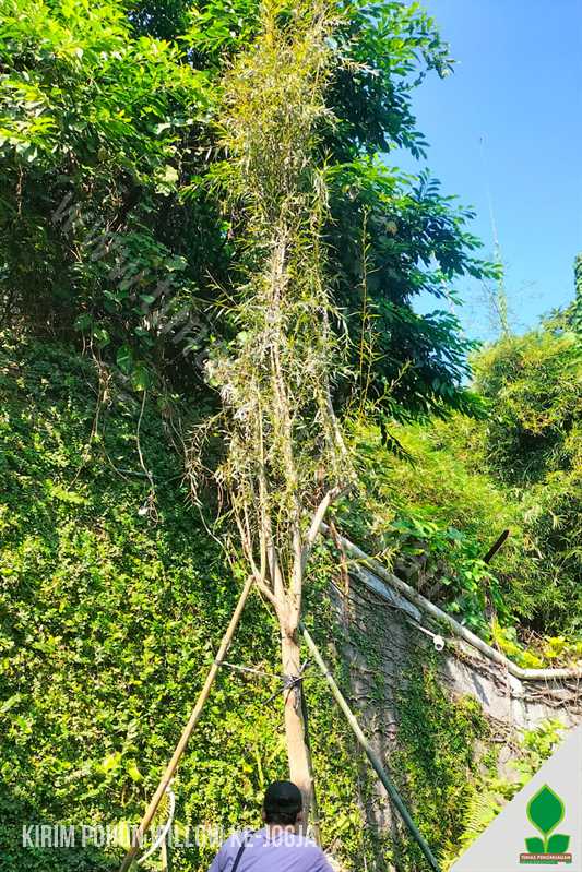 Tanam Pohon Willow / Liang Liu di Yogyakarta