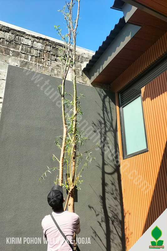 Jual Pohon Willow / Liang Liu di Yogyakarta