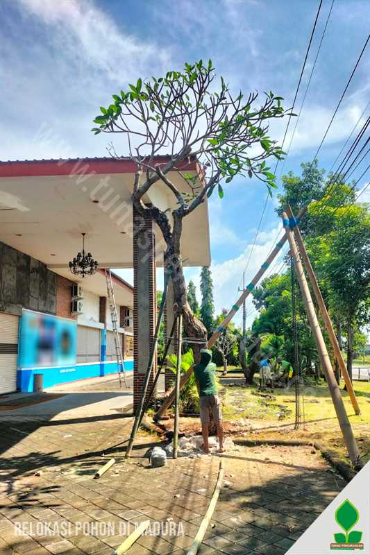 layanan jasa pindah pohon di madura profesional