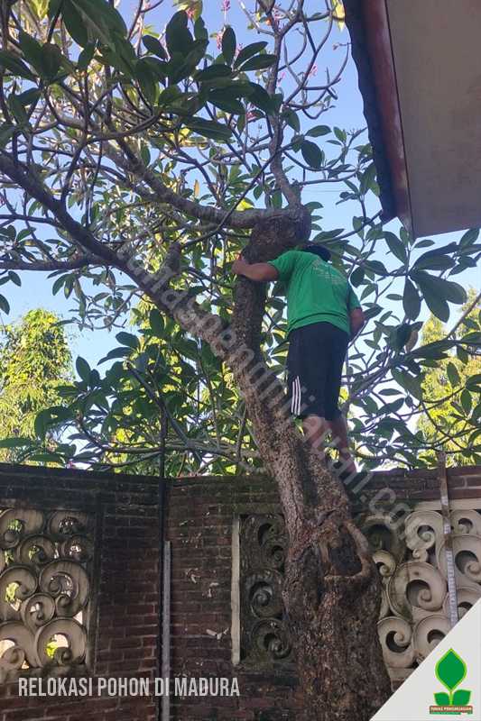 jasa relokasi pohon di madura, jawa timur