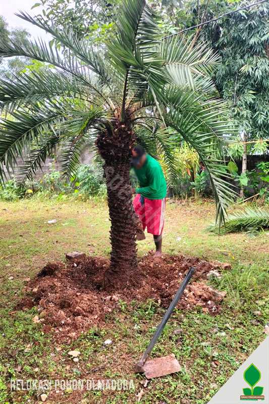 jasa relokasi pohon palem palm jawa timur