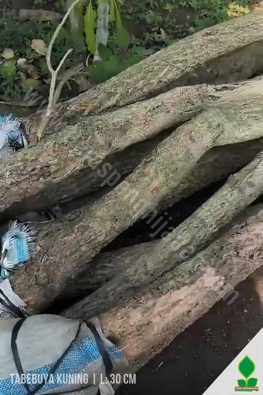 Pohon Tabebuya Kuning L: 30 cm