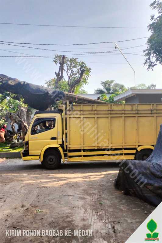 Baobab Langka Tanam di Kota Medan Sumatera