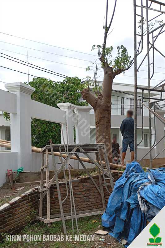 Baobab Langka Tanam di Kota Medan Sumatera