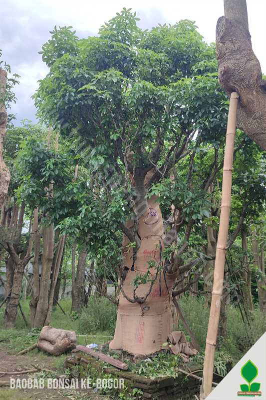 Kirim Pohon Baobab Bonsai Menuju Bogor