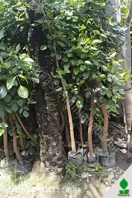 jual pohon dadap merah, harga murah