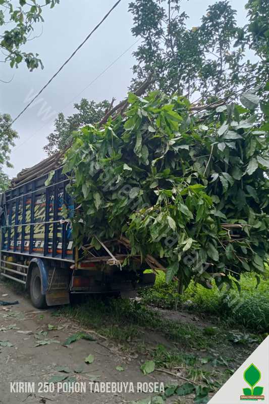 250 Pohon Tabebuya Rosea Menuju Kota Jakarta