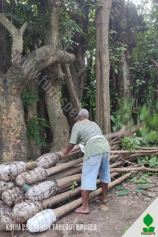 250 Pohon Tabebuya Rosea Menuju Kota Jakarta