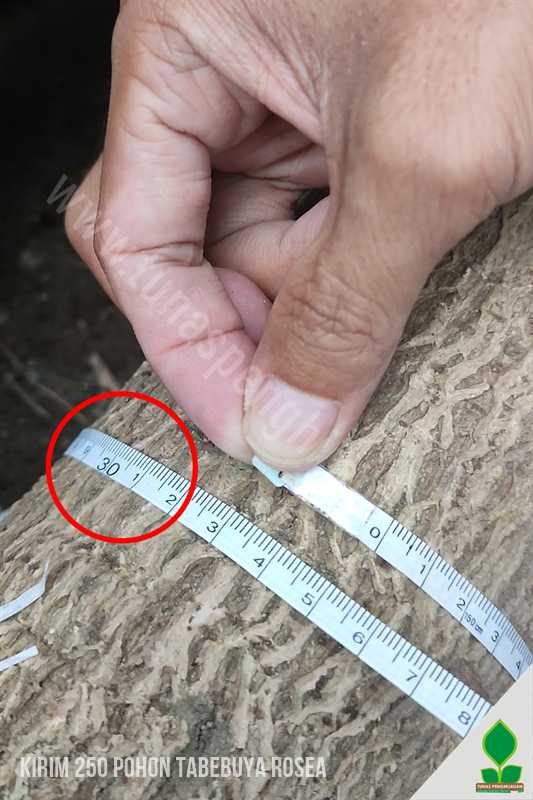 250 Pohon Tabebuya Rosea Menuju Kota Jakarta