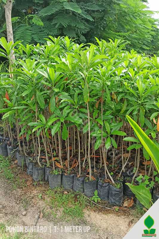 Pohon Bintaro 1 Meter UP harga murah