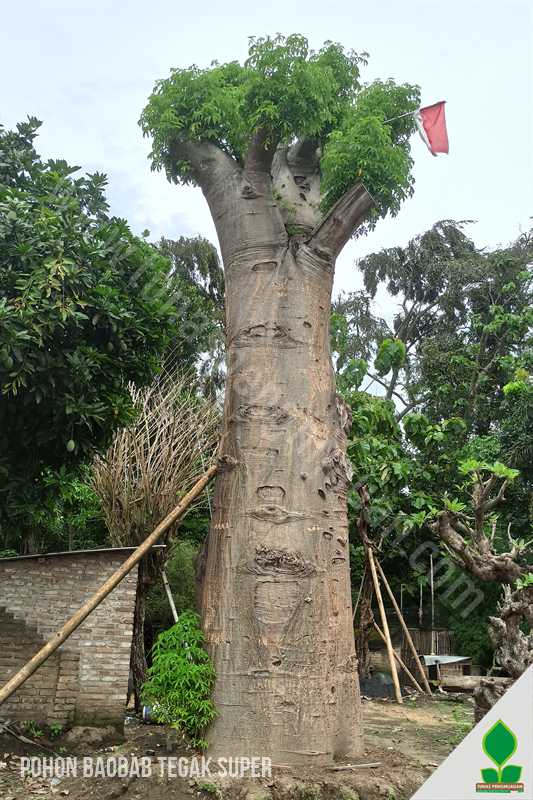 Jual Pohon Baobab Tegak Raksasa