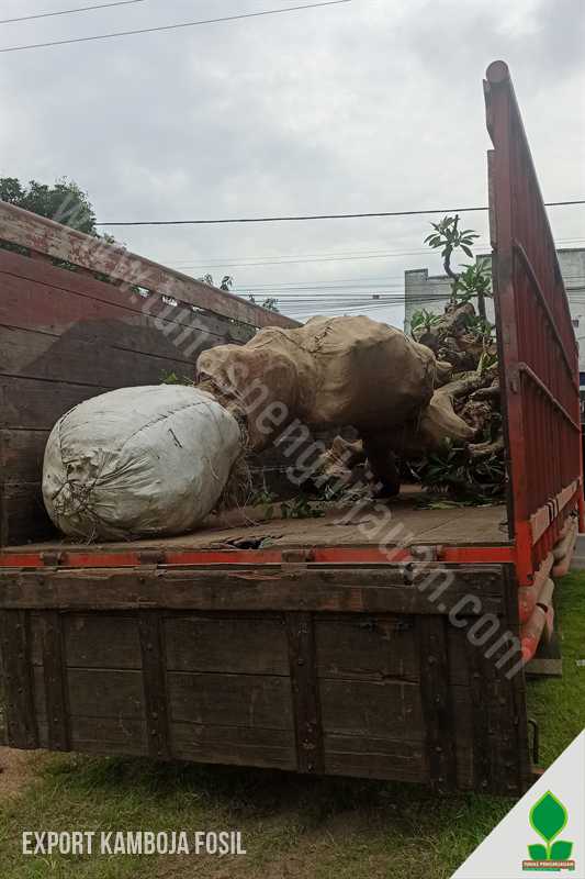 Ekspor 4 Pohon Kamboja Fosil Super Monster