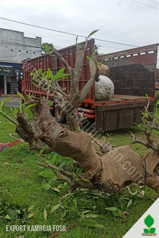 Ekspor 4 Pohon Kamboja Fosil Super Monster