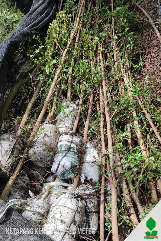 Ketapang Hijau 3 Meter UP