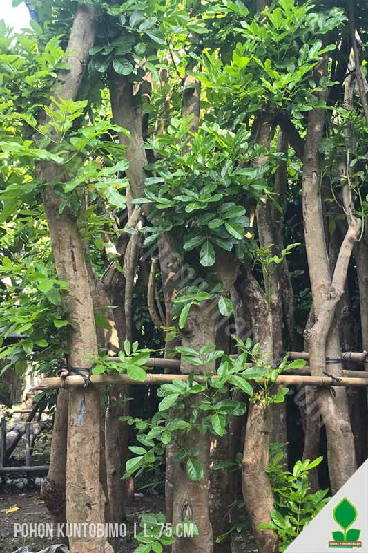 Pohon Kunto Bimo Lingkar Sedang