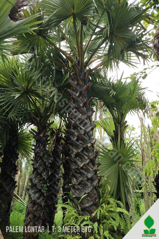 Jual Palem Lontar 3 Meter UP Daun