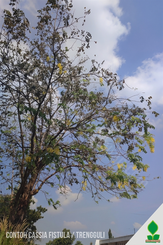 Pohon Trengguli Penghias Jalan Si Hujan Emas