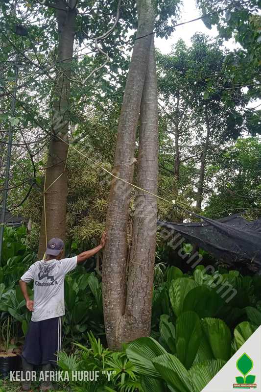 Pohon Moringa Unik Huruf Y