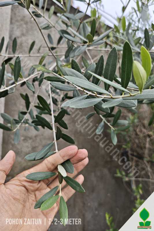 Pohon Zaitun Olive 3 Meter UP
