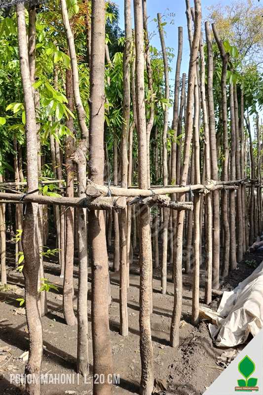 Pohon Mahoni Besar 3-4 Meter UP