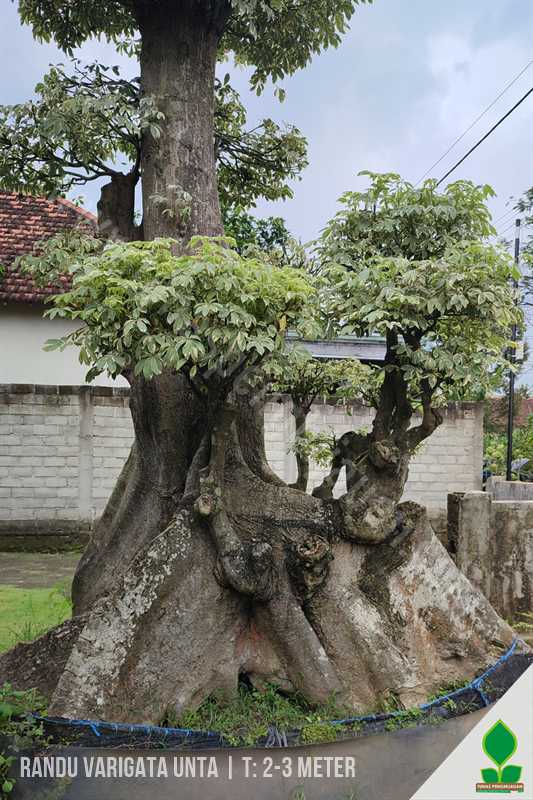 Pohon Randu Varigata Mirip Unta