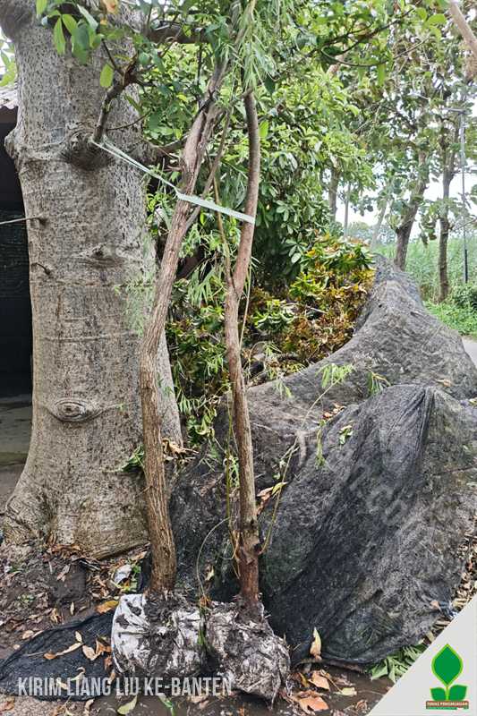 Pohon Kayu Putih dan Liang Liu Menuju Banten